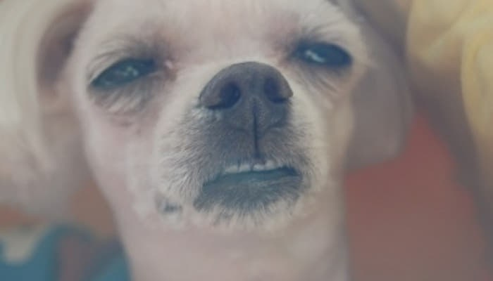 필록🟥🤍 tweet media