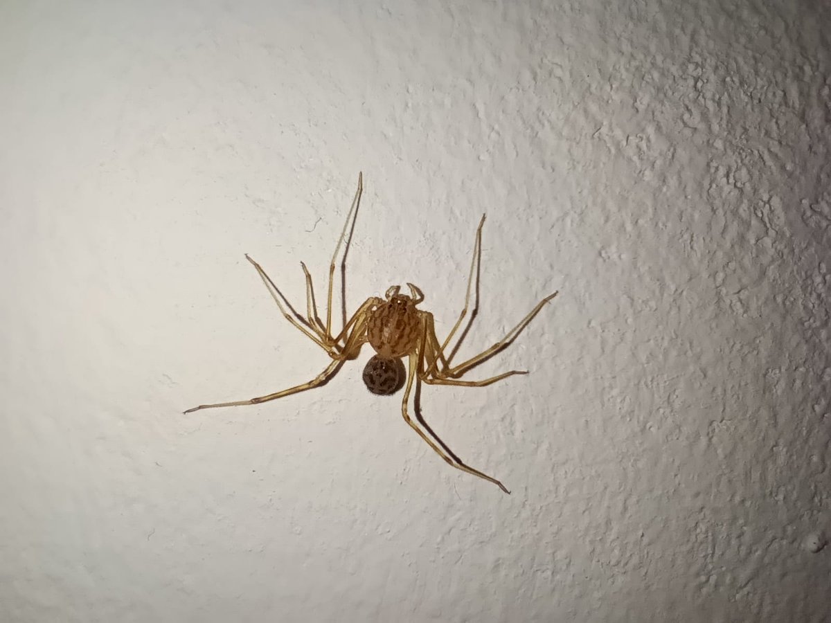 Joni - 100% en Pesos. tweet media