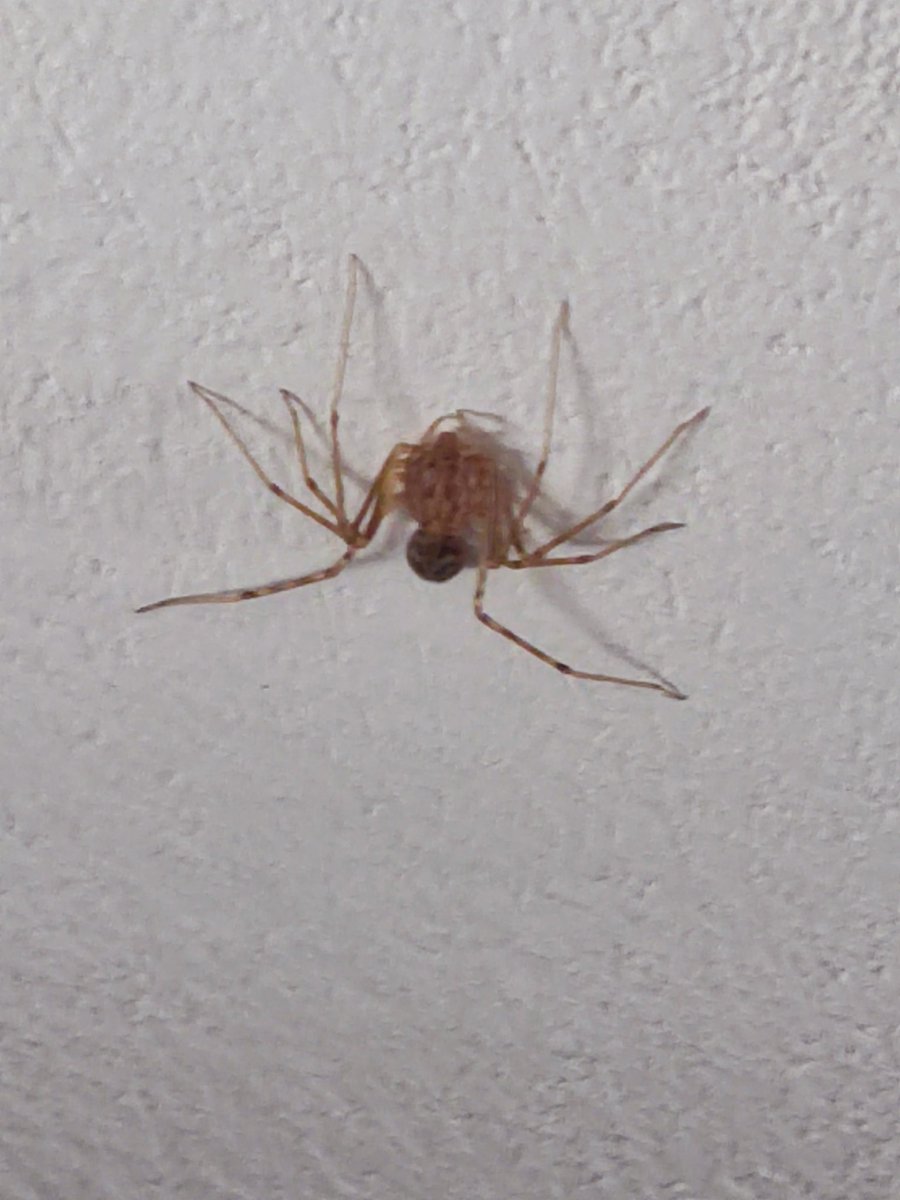 Joni - 100% en Pesos. tweet media