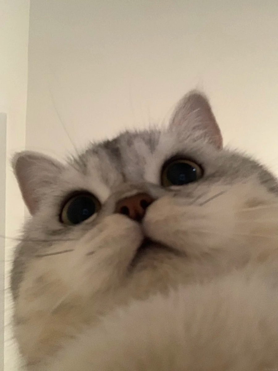 wo🍞nini tweet media