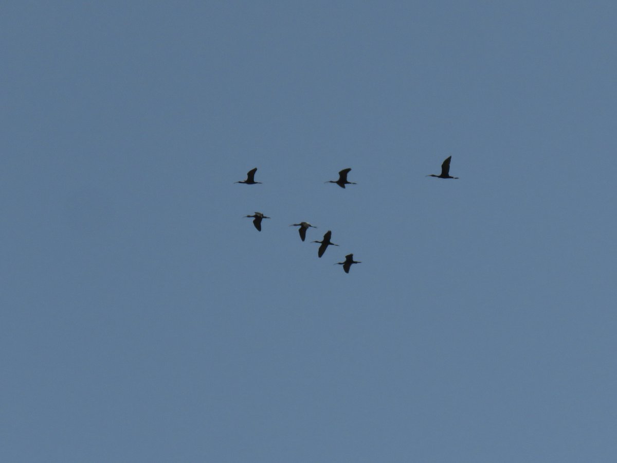 CrytzerFry's tweet image. Fantastic sights outside my office window this week: 1) Cooper's #hawk 2) migrating sandhill #cranes ...

Yes, cranes migrate through this unique desert flyway of Arizona's #SanPedroRiver. On occasion, I get lucky enough to see them! #birds