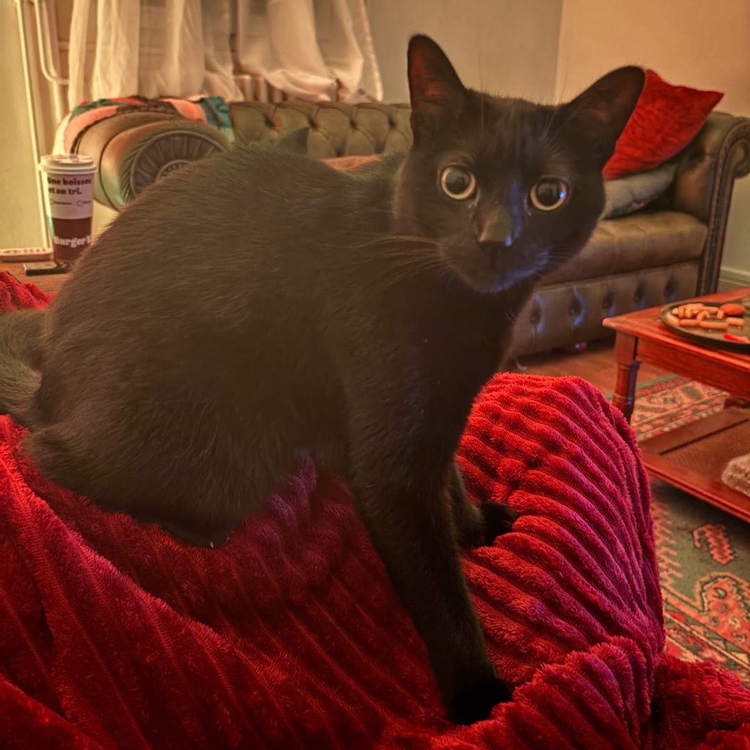 VigiPets.fr tweet media