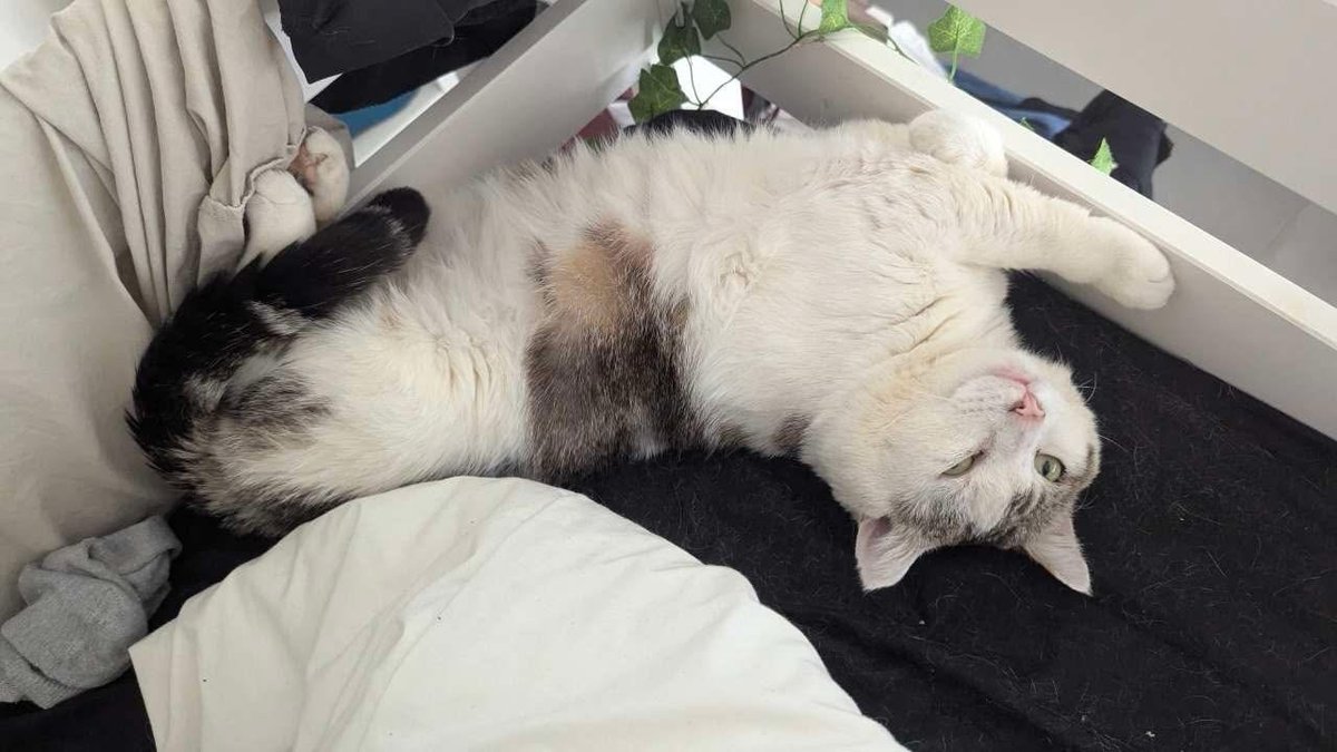 VigiPets.fr tweet media