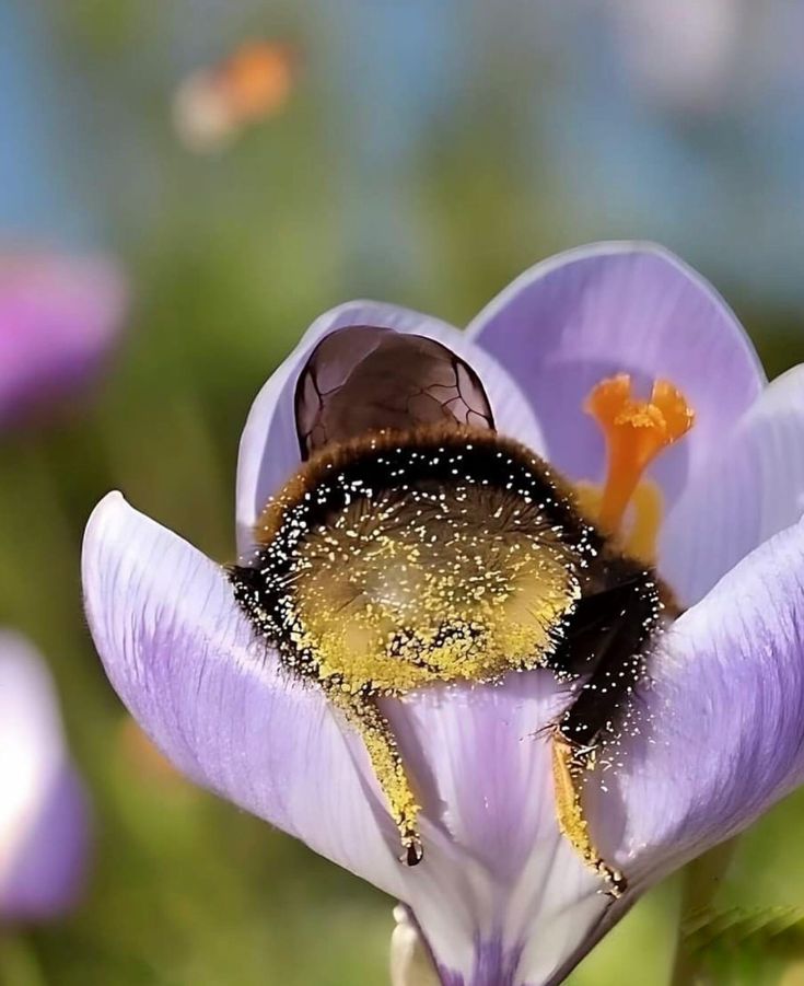 🌿🌼🧺 tweet media