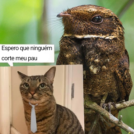 OtavioNavas tweet media