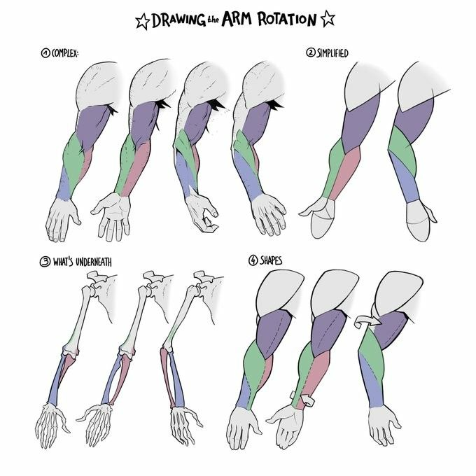Understand the bones first, muscles follow the rotation