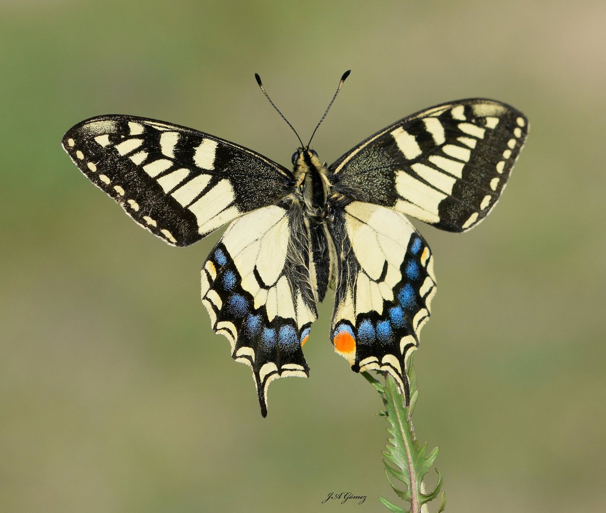 JoseAnt24756550's tweet image. Papilio machaon. Belleza en estado puro .#mariposas #macro #nikon #primavera #aranjuez