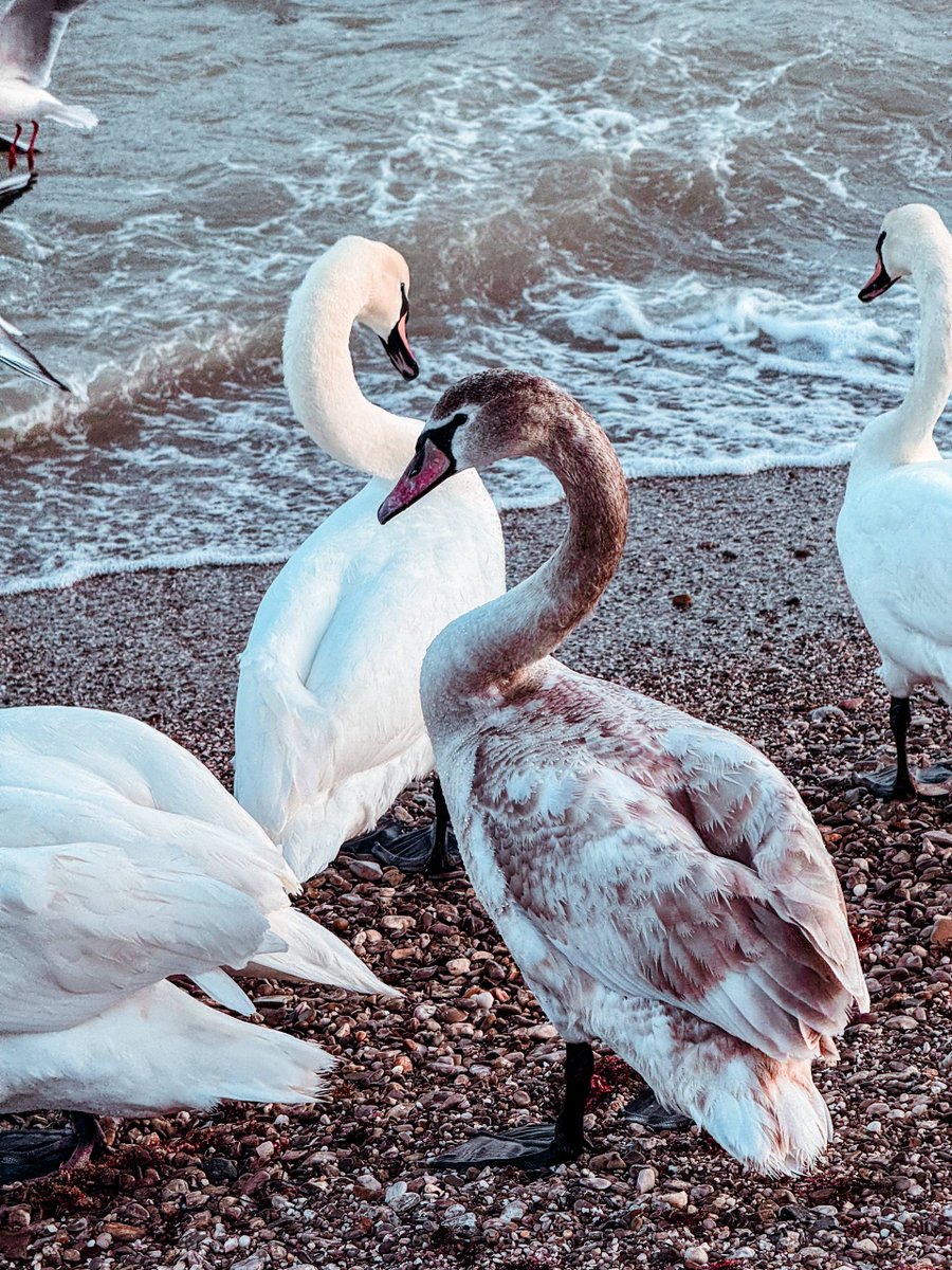 DasTere_8's tweet image. ⭐️🪽🪽"When the sun was about to set, Eliza saw a string of wild swans in golden crowns flying to the shore; there were eleven of them, and they flew one after the other, stretching out a long white ribbon..."Hans Christian Andersen, "Wild #Swans"🪽🪽✍️#quotes #Sunday #walk