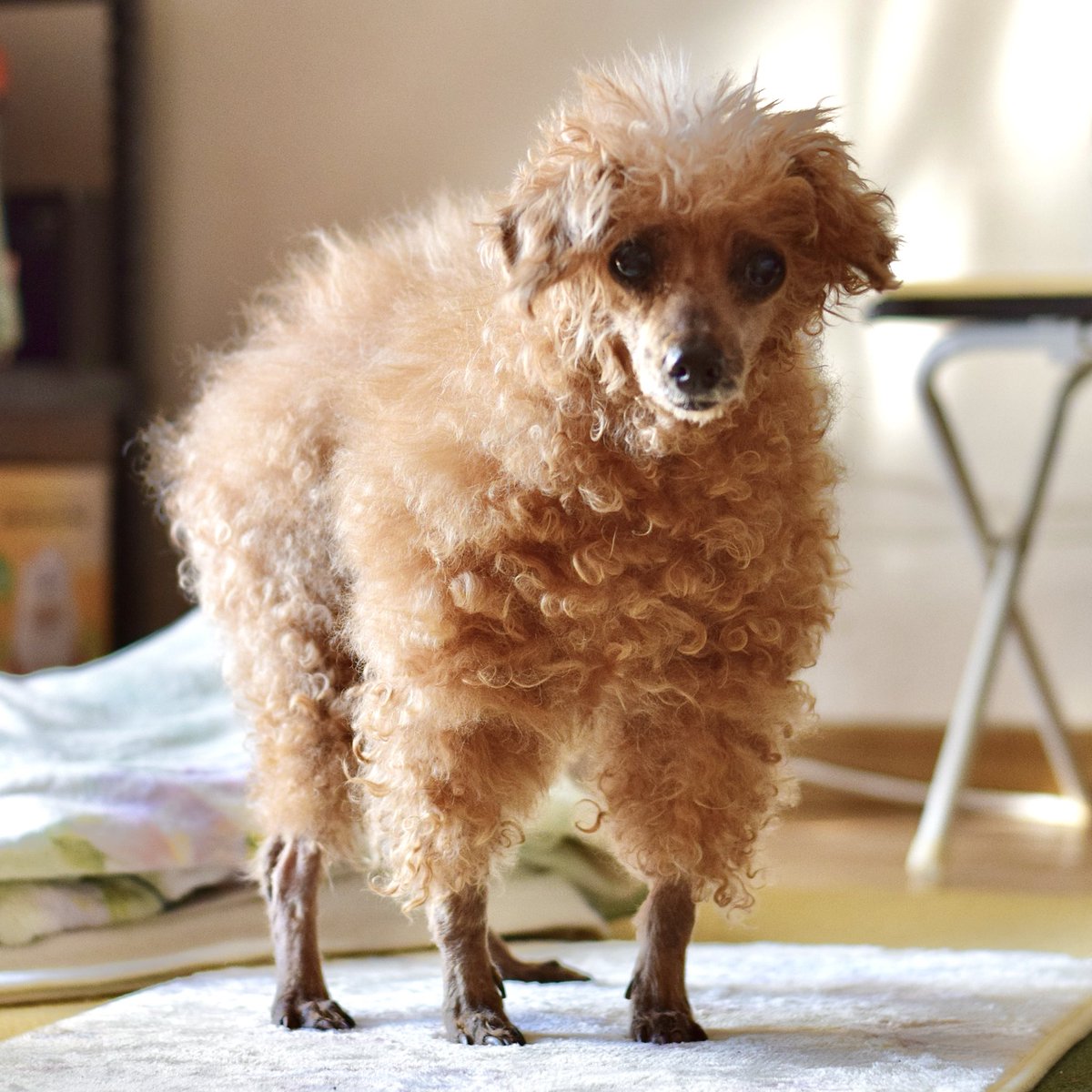 unknown_8008's tweet photo. 先日妻が飼っていたトイプードルが16年８ヶ月で亡くなりました。
最後は腎不全で寝たきりになっちゃったけど、よく頑張りました。
全然懐いてくれなくて、撫でようとしたらプルプル震えてるし、その割にベッドのが好きらしく占領する子でした。(もちろん妻にはベッタリ)
今度は仲良くなろうな！！ https://t.co/ZJwDAHokcB