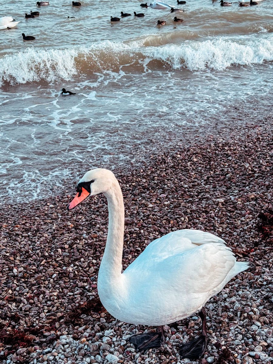 DasTere_8's tweet image. ⭐️🪽🪽"When the sun was about to set, Eliza saw a string of wild swans in golden crowns flying to the shore; there were eleven of them, and they flew one after the other, stretching out a long white ribbon..."Hans Christian Andersen, "Wild #Swans"🪽🪽✍️#quotes #Sunday #walk