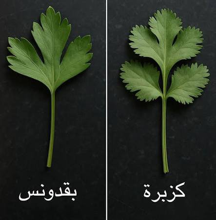 عَ tweet media