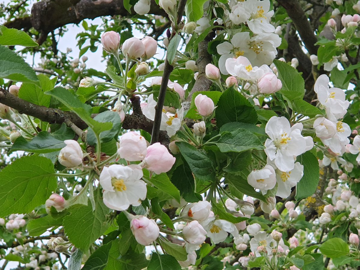 @DrStargazerette💫🇮🇳🇩🇪🏴󠁧󠁢󠁷󠁬󠁳󠁿 🇬🇧 tweet media