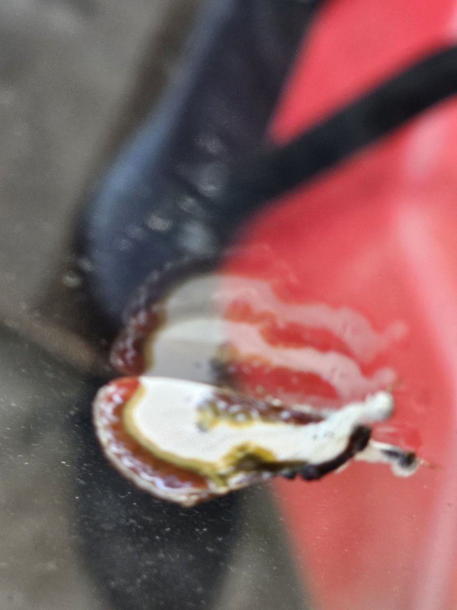 Alsander_Dolfae's tweet photo. @nvolpewild A moth pretending to ba a shelf fungus, I think. https://t.co/8TcmYDAq5N