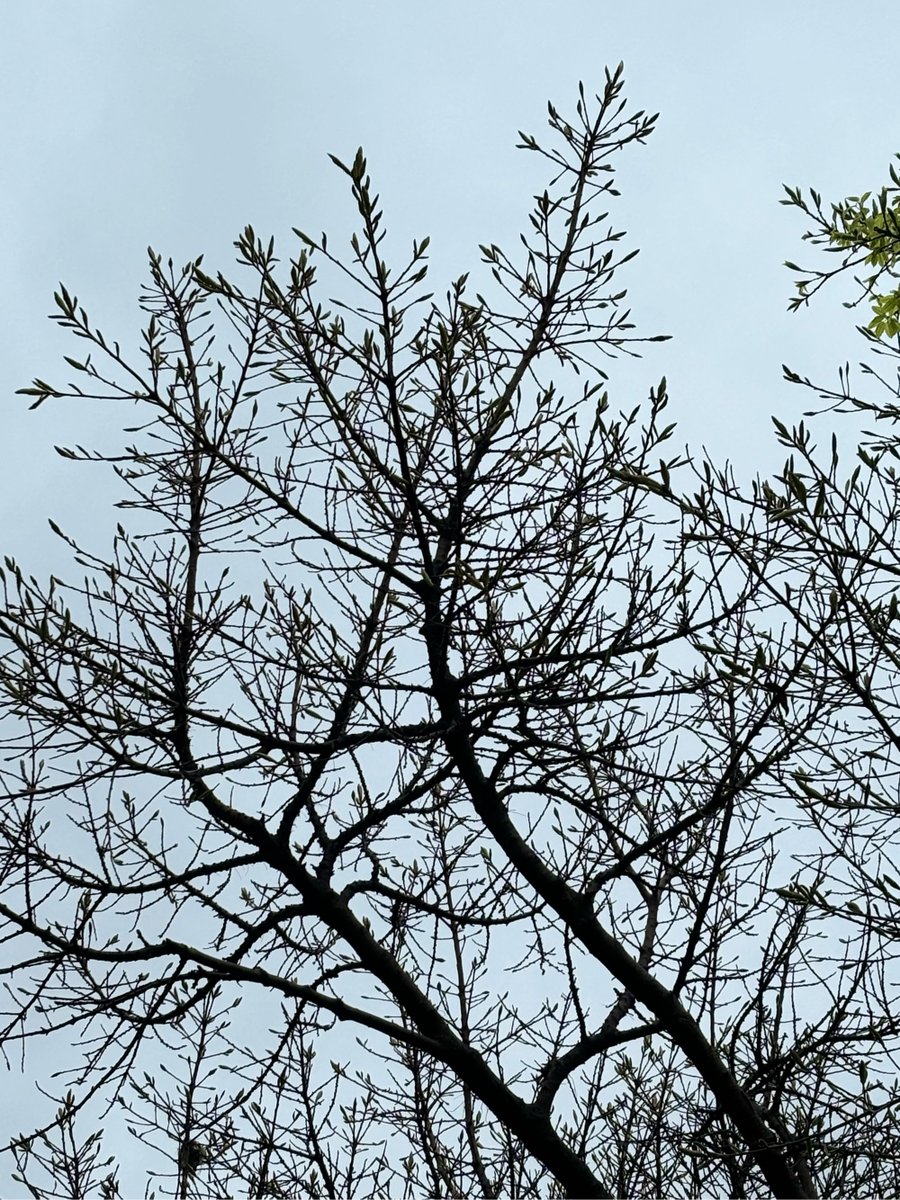 yoshi nogera tweet media