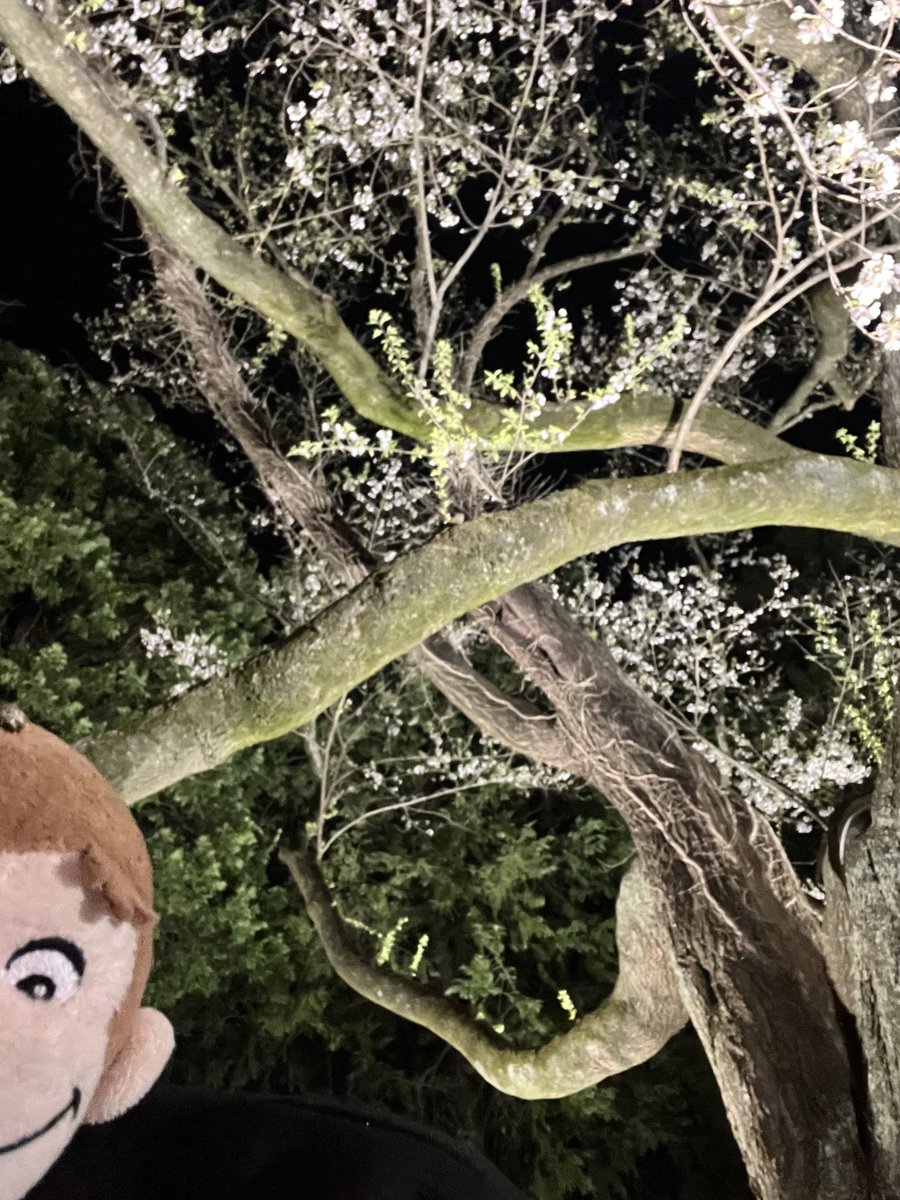 りしんちゃん tweet media