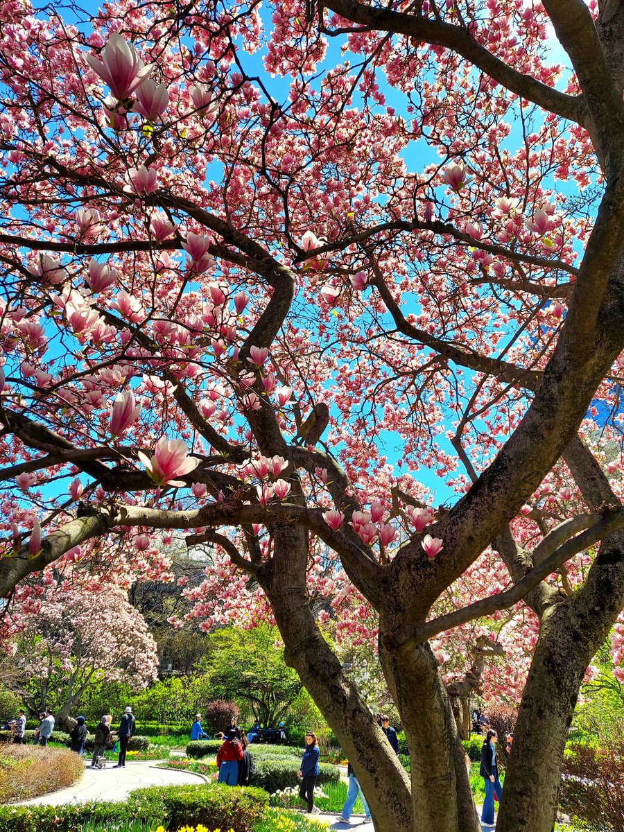 SFinn14's tweet photo. The magnolia trees are in peak bloom right now in the Conservatory Garden in @CentralParkNYC #Spring is fleeting. @I_LOVE_NY @NYCParks 🌸 https://t.co/QD8iPBorxg