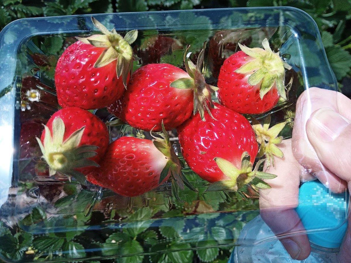 マーボレ tweet media