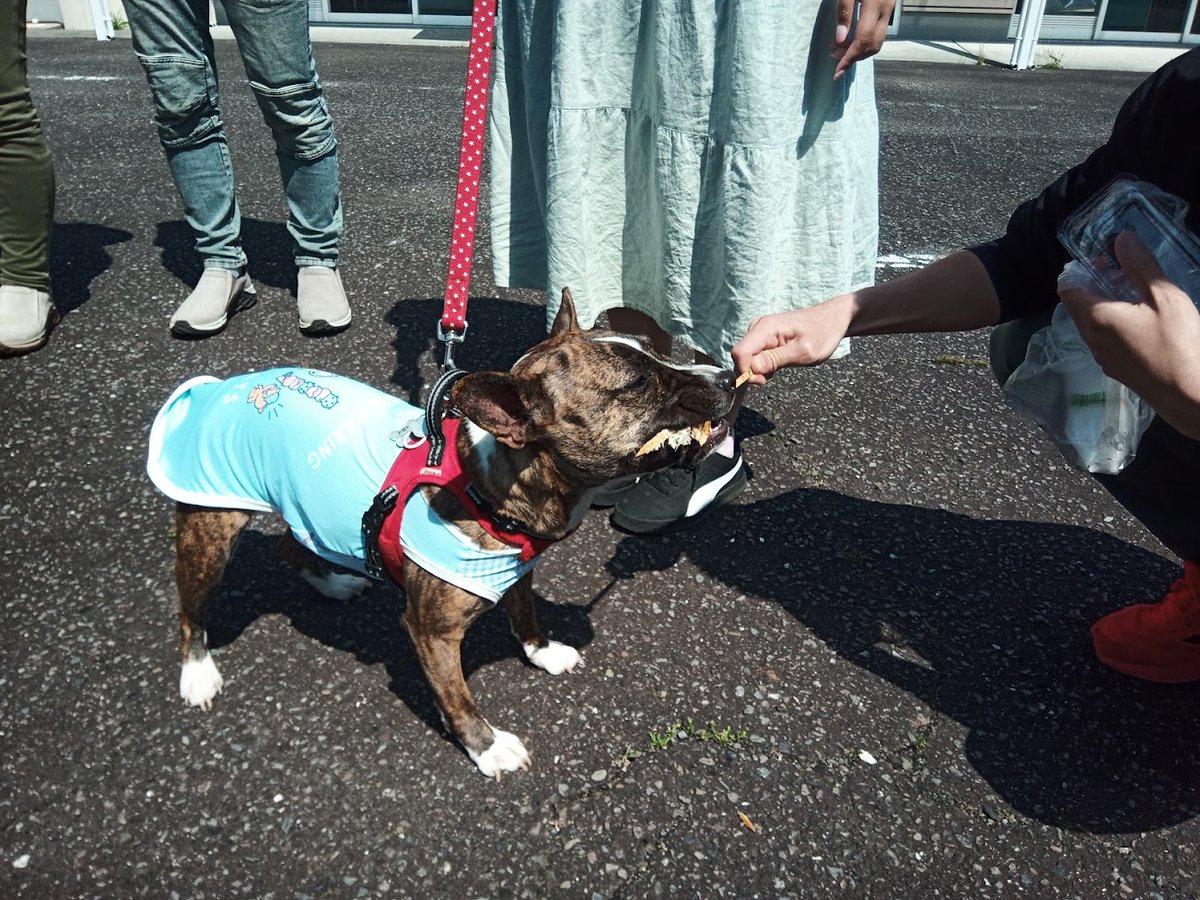 マーボレ tweet media