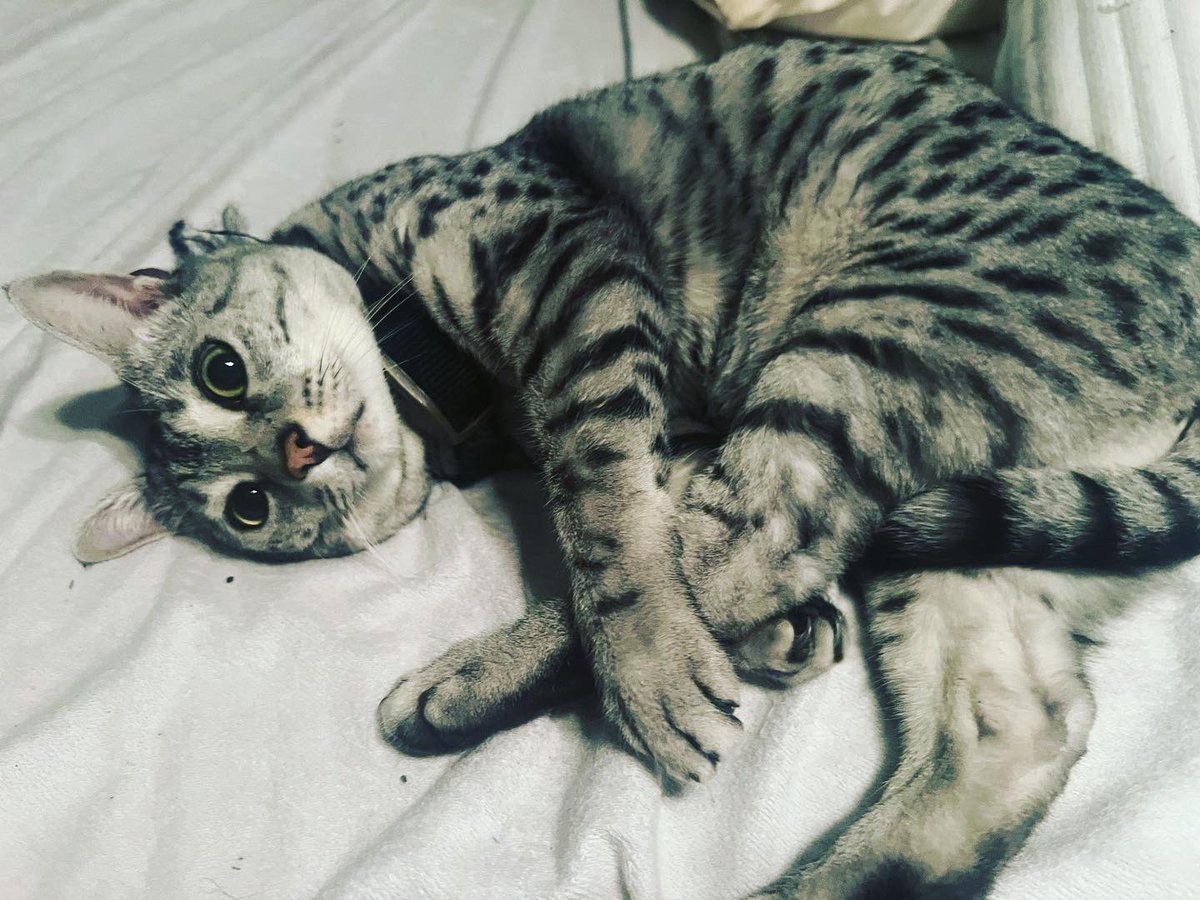 Kristen Lamb tweet media