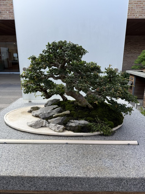 SarantosMelogia's tweet photo. Which bonsai tree catches your eye the most?
#bonsaitree #bonsailife #bonsailove #miniaturetrees #naturecalm #quietmoments #plantsoftheday #greenmindset #naturevibes #simplejoys #treeart #plantinspiration #earthtones #slowliving #naturephotography #serenity #plantcommunity https://t.co/AufMqN8fHQ