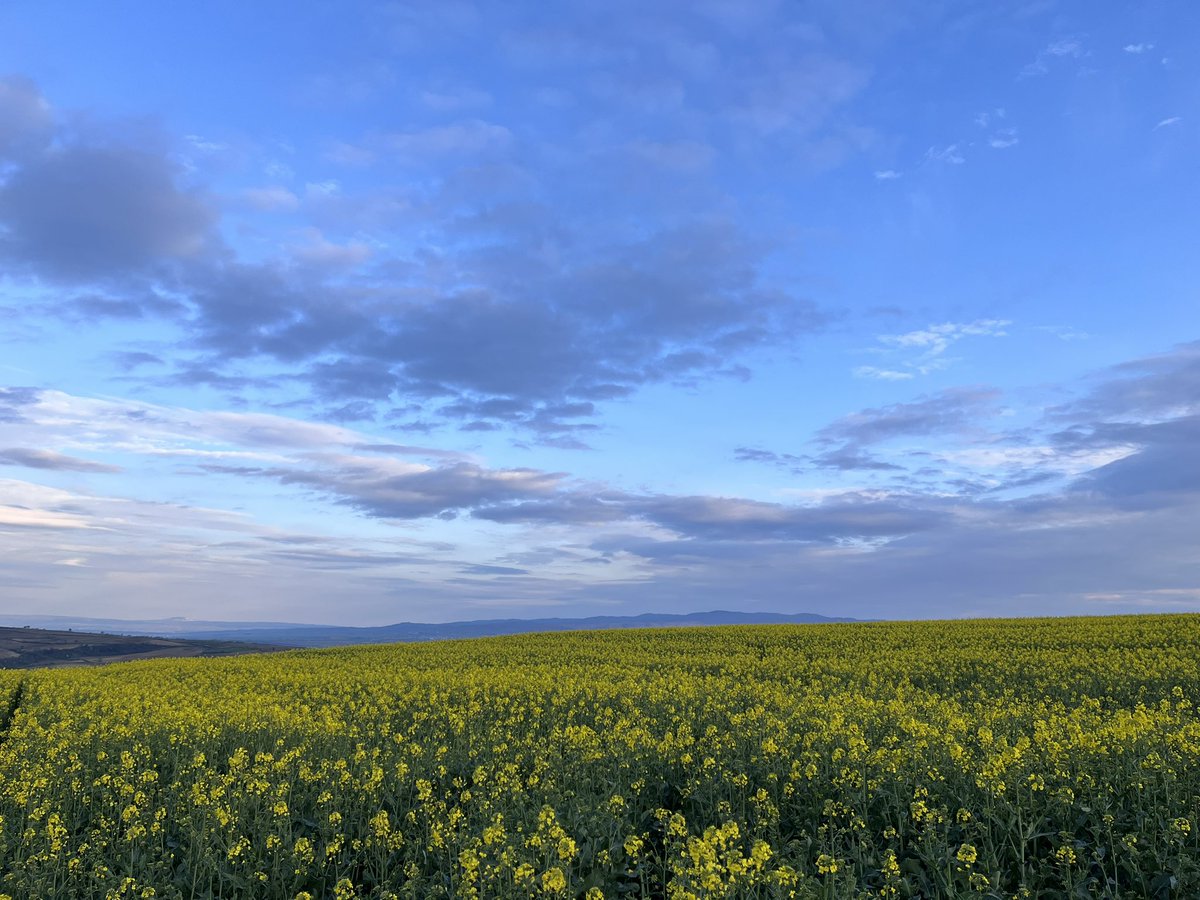 𝐿𝑖𝑣𝑎. tweet media