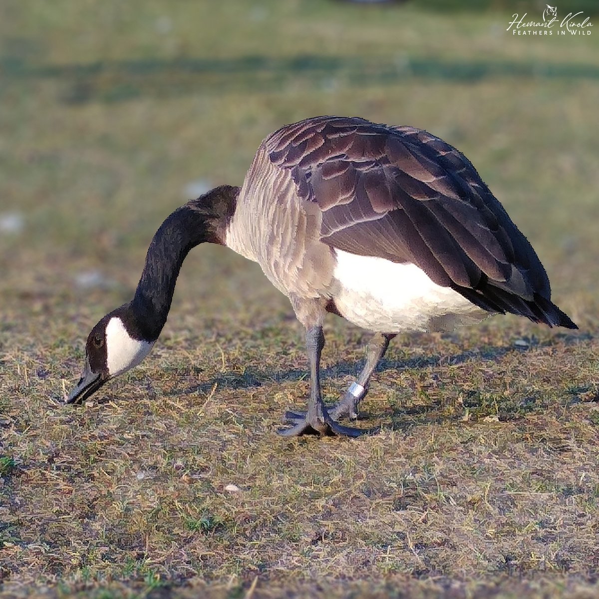 kirola_hemant's tweet image. A daily dose of new bird.

My Bird No. 718

Canada Goose

Would love to see any 'Ducks, Geese, and Waterfowl' species from your gallery.

#IndiAves #ThePhotoHour #NikonIndia