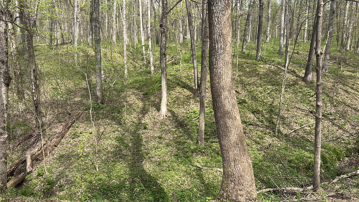 Dayman ⚡️ Wabbits CCO tweet media