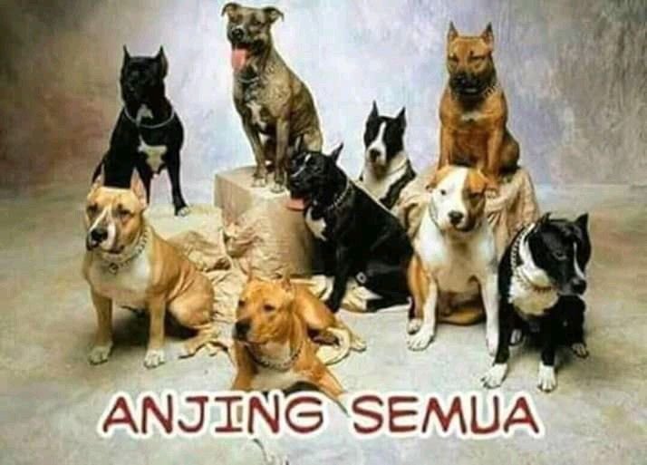 si paling nerimo tweet media