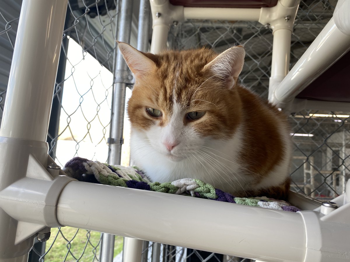 Blind Cat Rescue tweet media