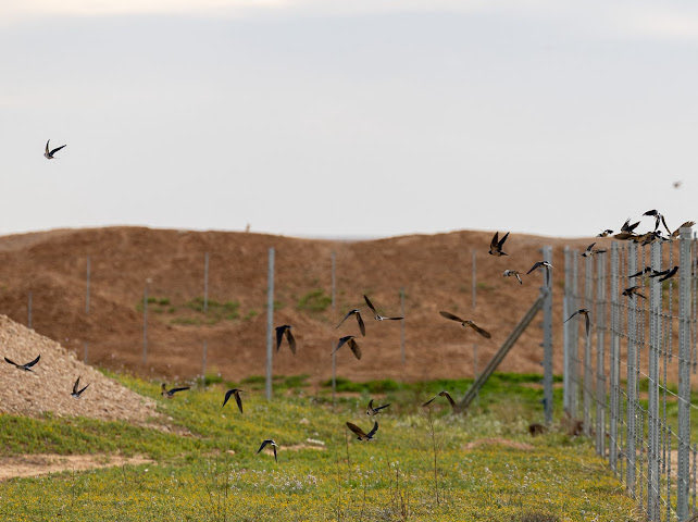 الحدود الشمالية tweet media