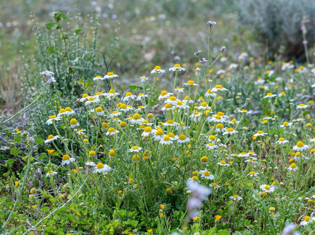 الحدود الشمالية tweet media