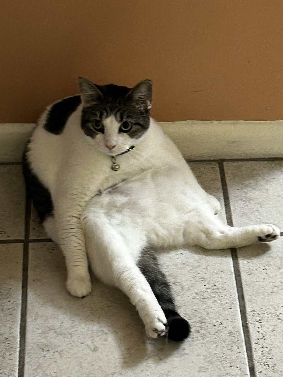 🦇Royal | Local Puppy Uzi 🐾 tweet media