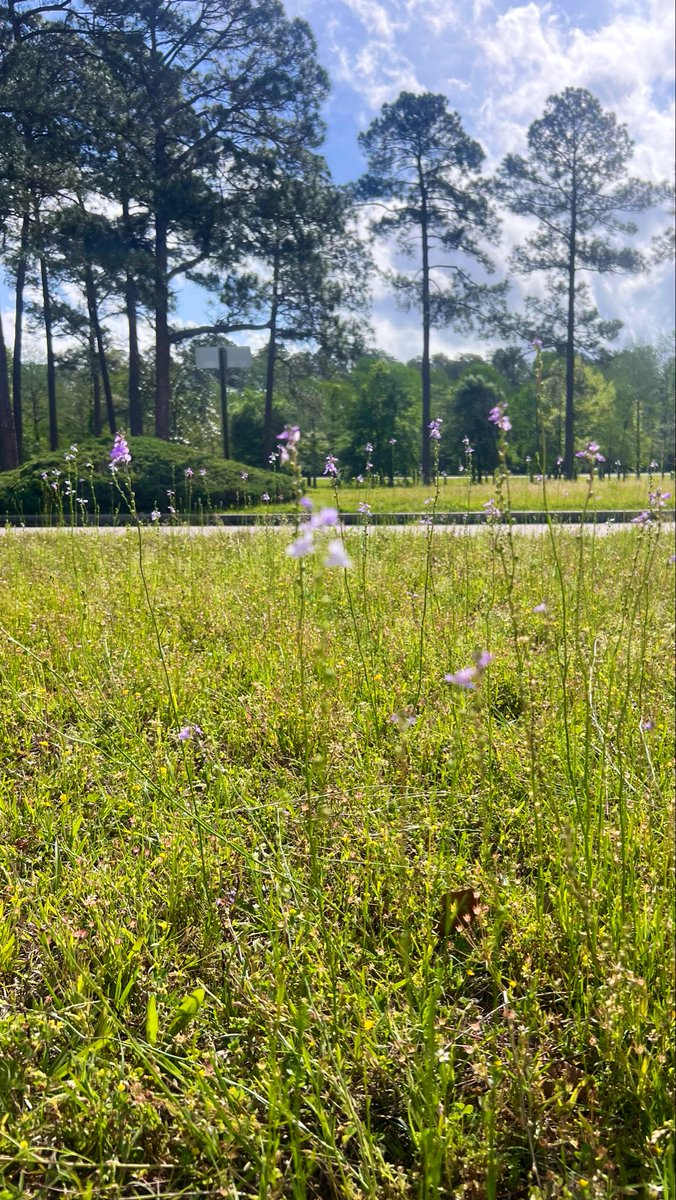 Maryway25's tweet image. Wildflowers along the route🌸🌿🌲 #traveling #wildflowers #roadtrip