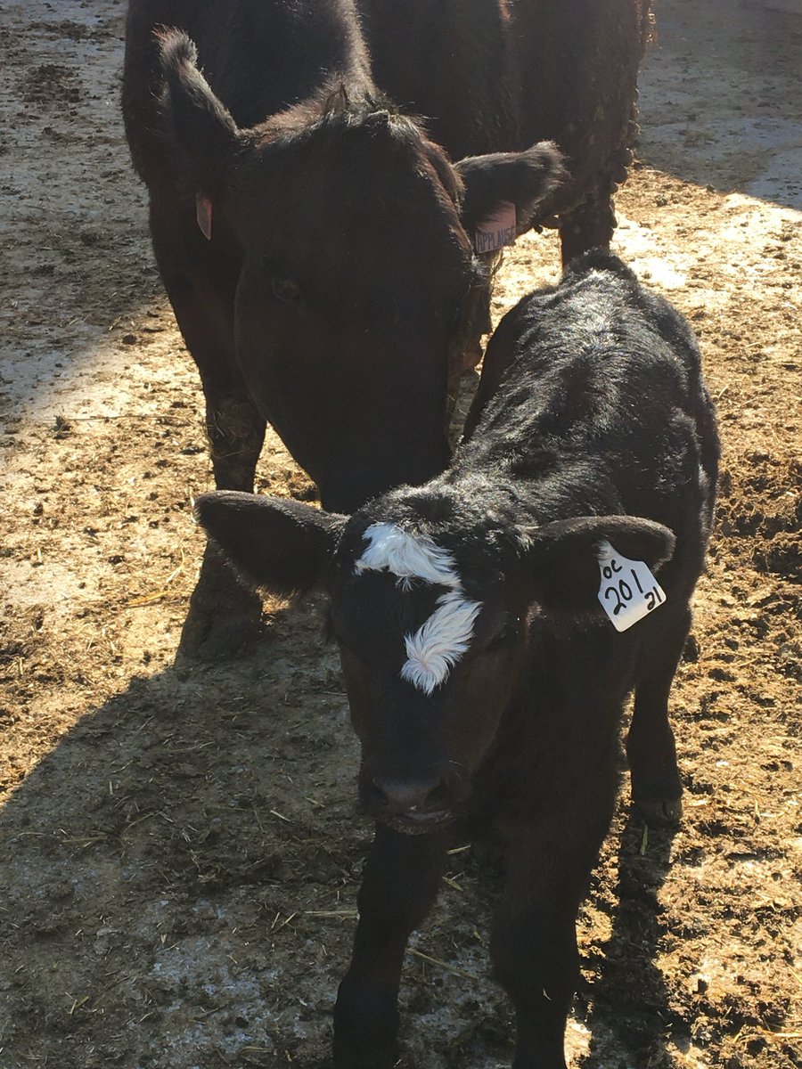 Chaffe Farms Ltd. 🇨🇦 tweet media