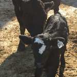 Photo by Chaffe Farms Ltd. 🇨🇦 (@chaffe_farms)
