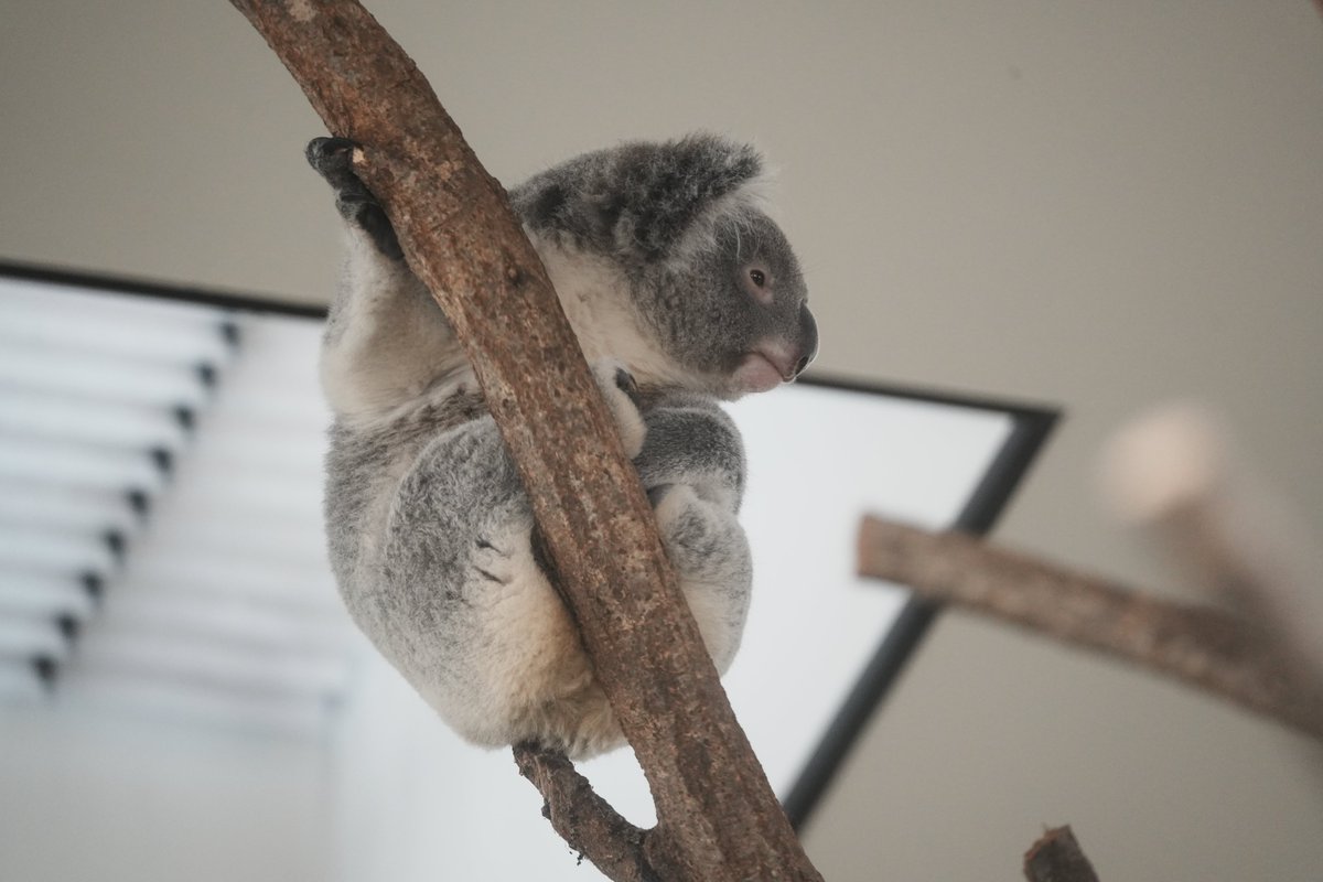 ヨイ🐨 tweet media
