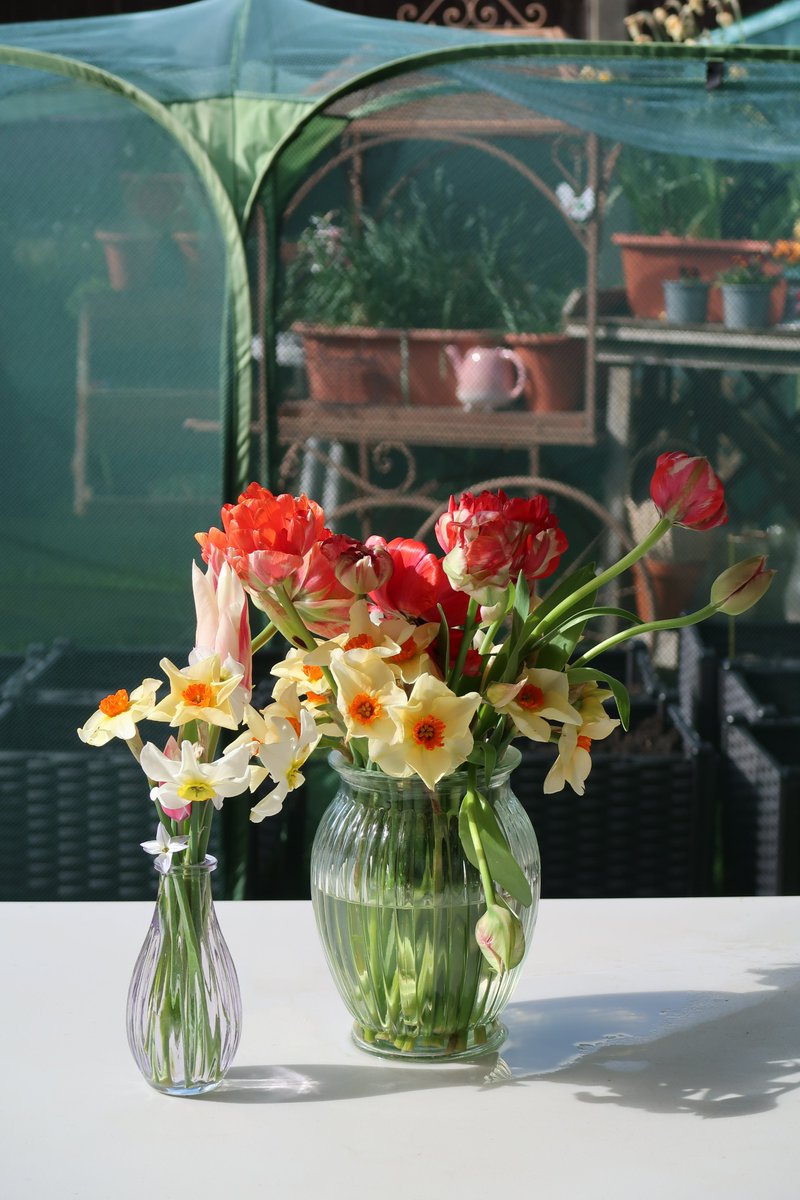 #DailyFlowers #Flowers in my garden 💗💐  #mygarden #PhotographersUnited #GardeningX #gardening #flower #gardeningfeed 🌱   #photography