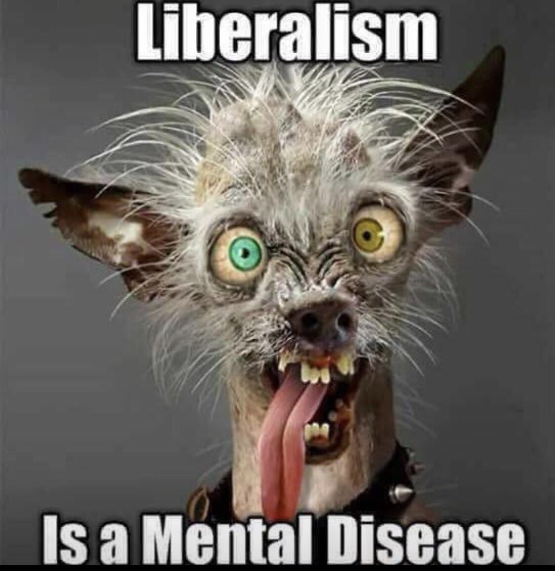 Fed up Canuck 🇺🇸51 tweet media