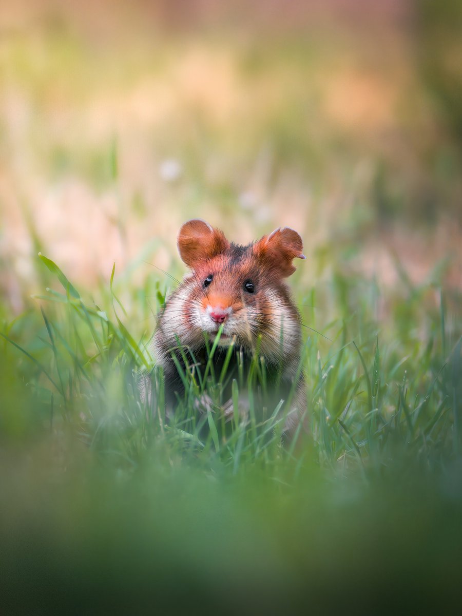 AnimalPlanet's tweet image. Happy #HamsterDay! 🐹🪩

📸: Lukas Trixl

#hamster #europeanhamster #field