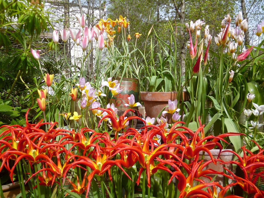 CommunityGdnsLondon tweet media