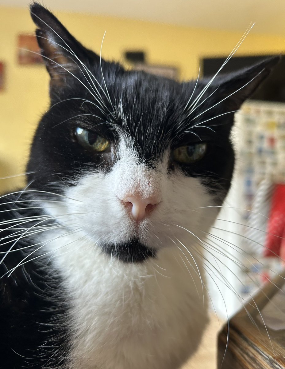 D.V. Catt tweet media