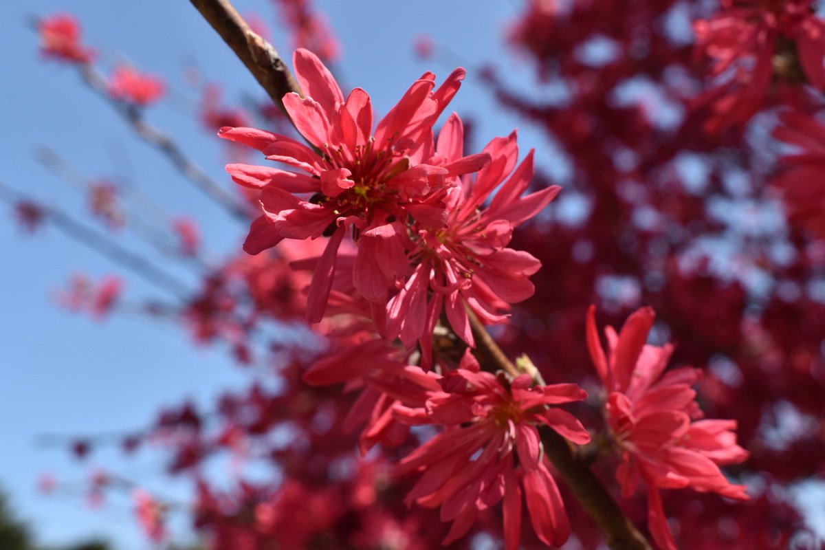 飯田まーぼ tweet media