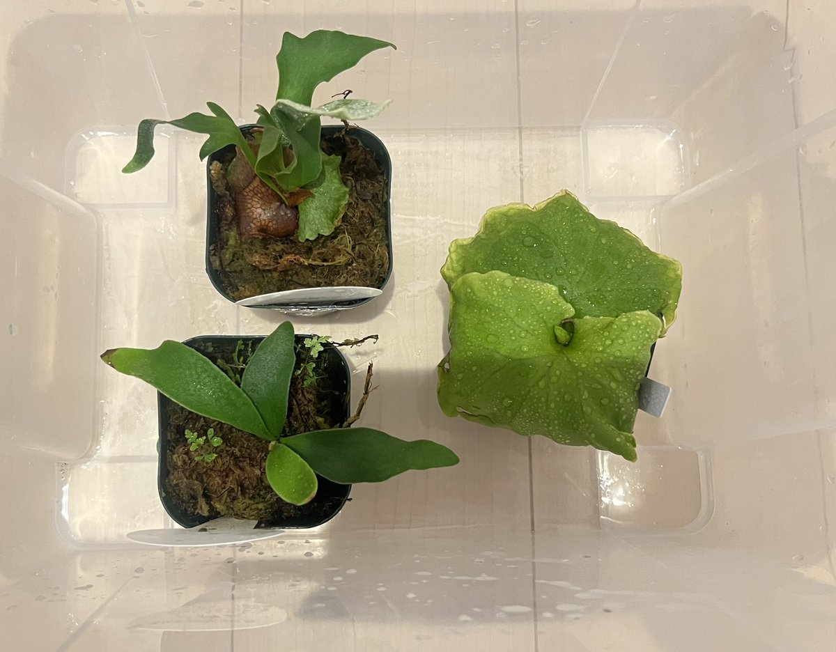 今日は【なばなの里】のイベントへ

朝の並びが予想以上で焼け野原の予感も素敵な株を手にする事が出来て大満足😃