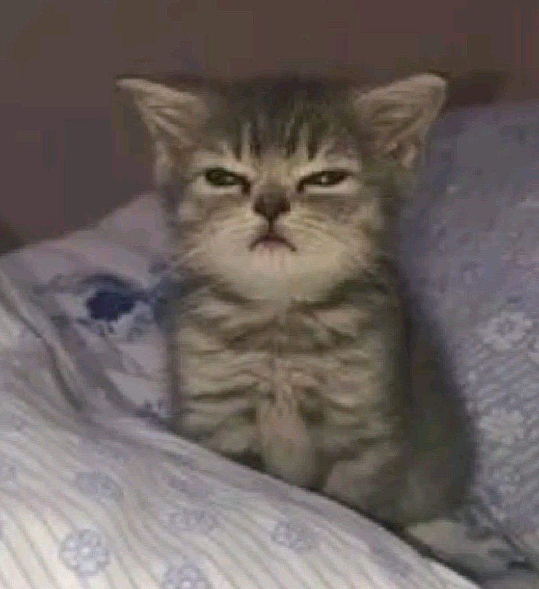 Nicole` 𝖌𝖔𝖙𝖎𝖈 🔪 tweet media