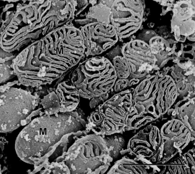 Nirosha J. Murugan tweet media