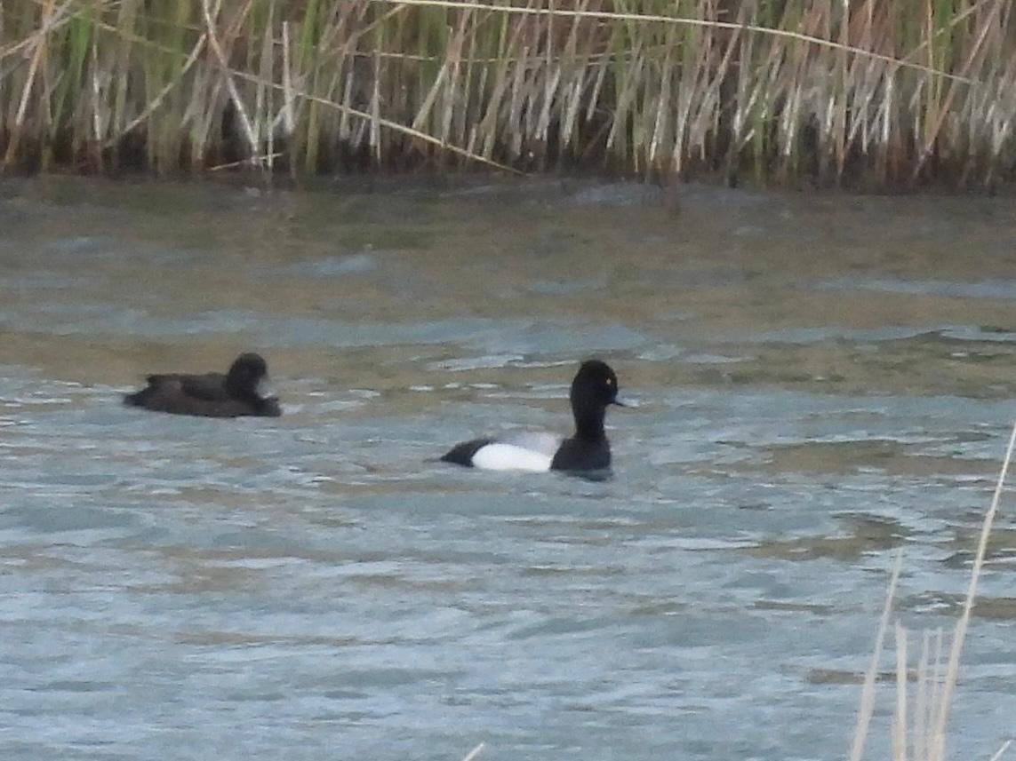 Little stroll this morning , pitstone hill and college lake