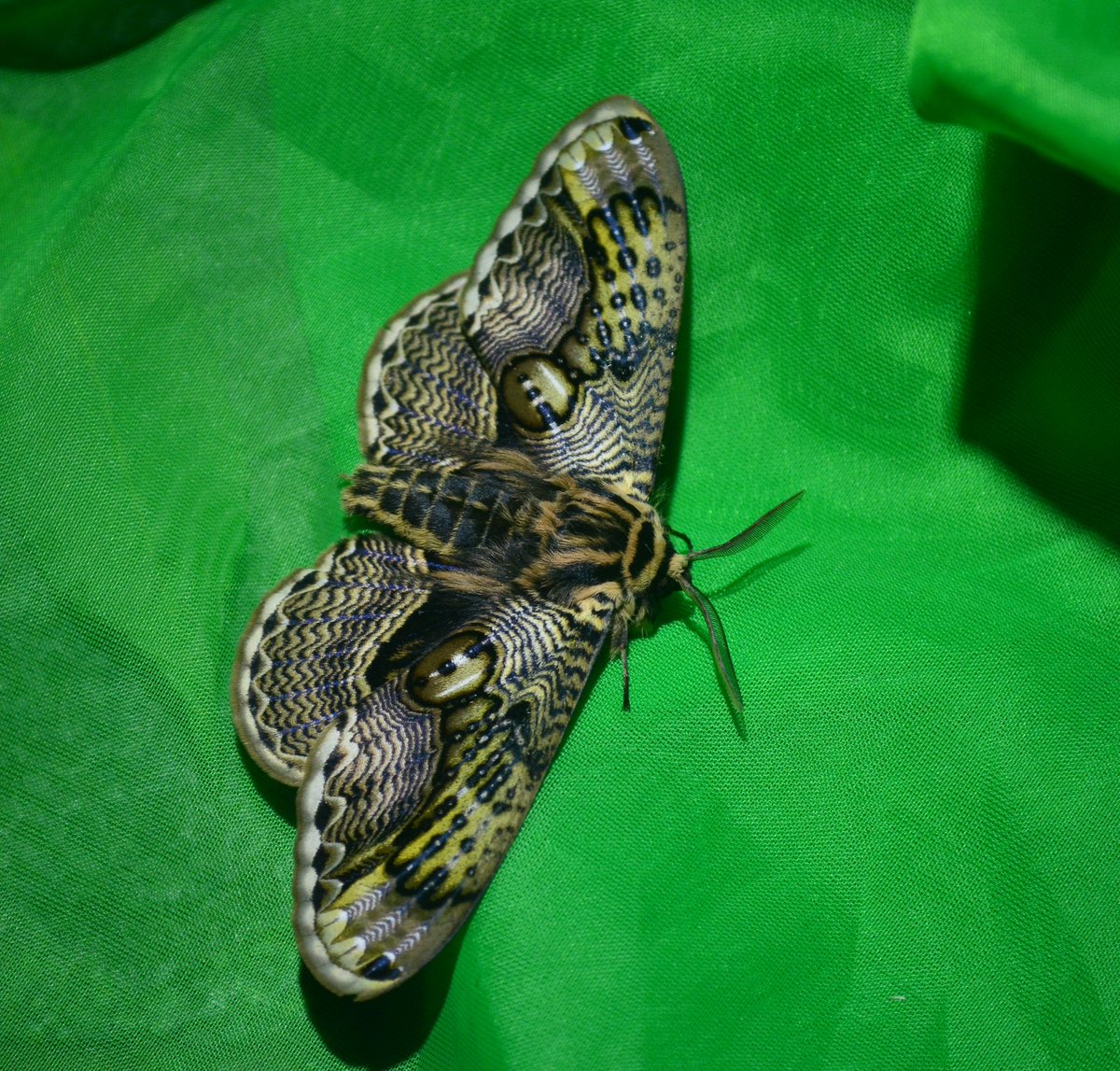 やなぎ tweet media