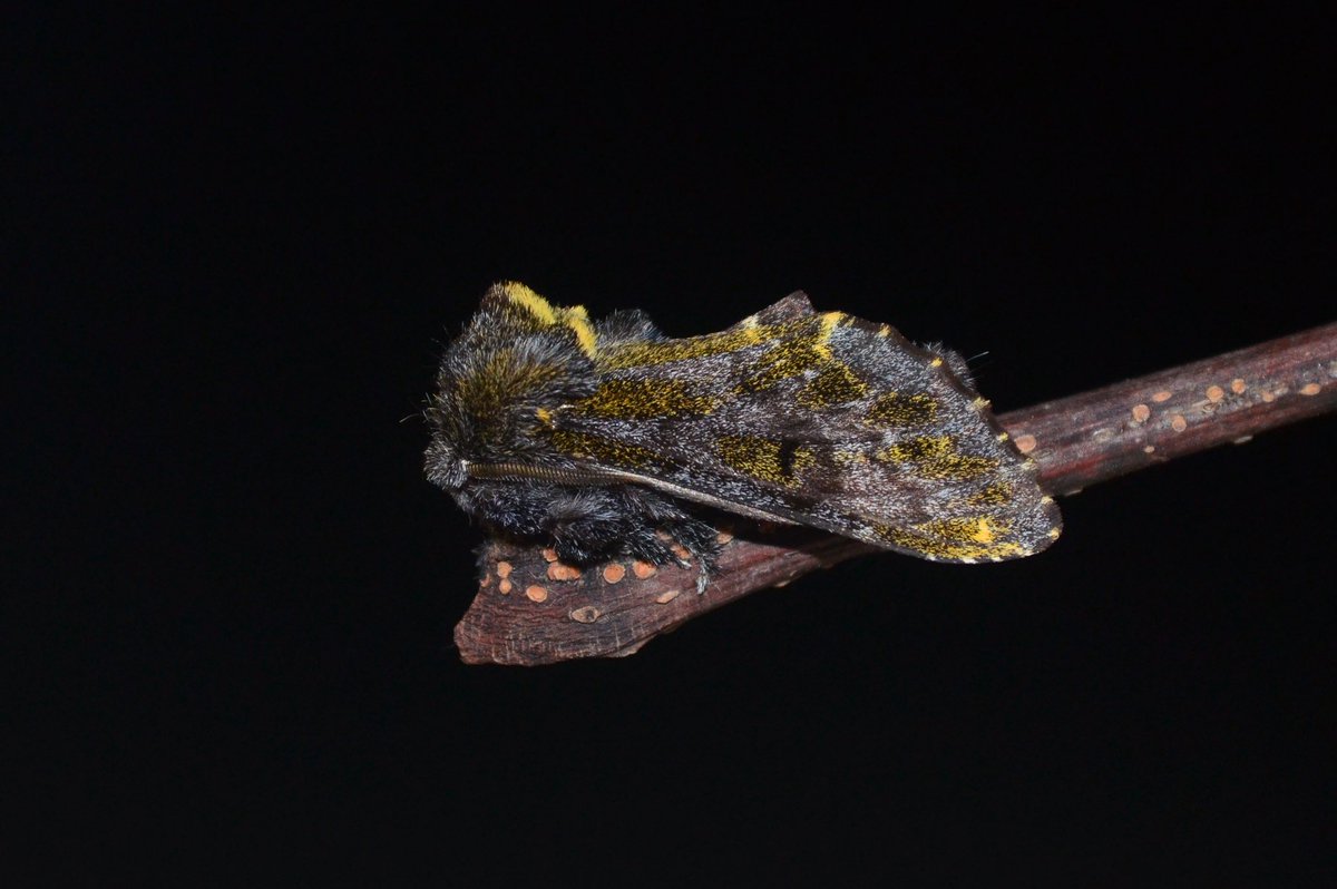 やなぎ tweet media