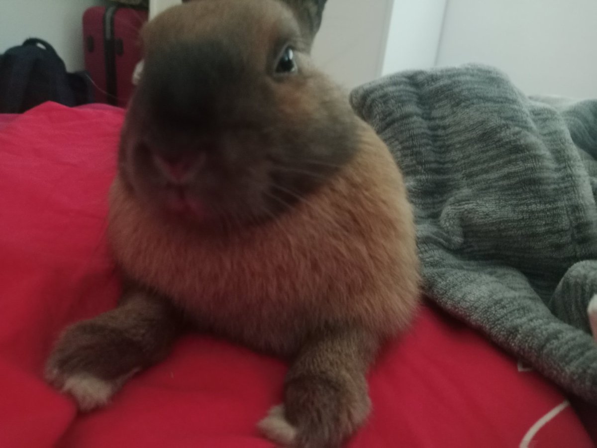 Ciro 🔪(Killer's husband) tweet media