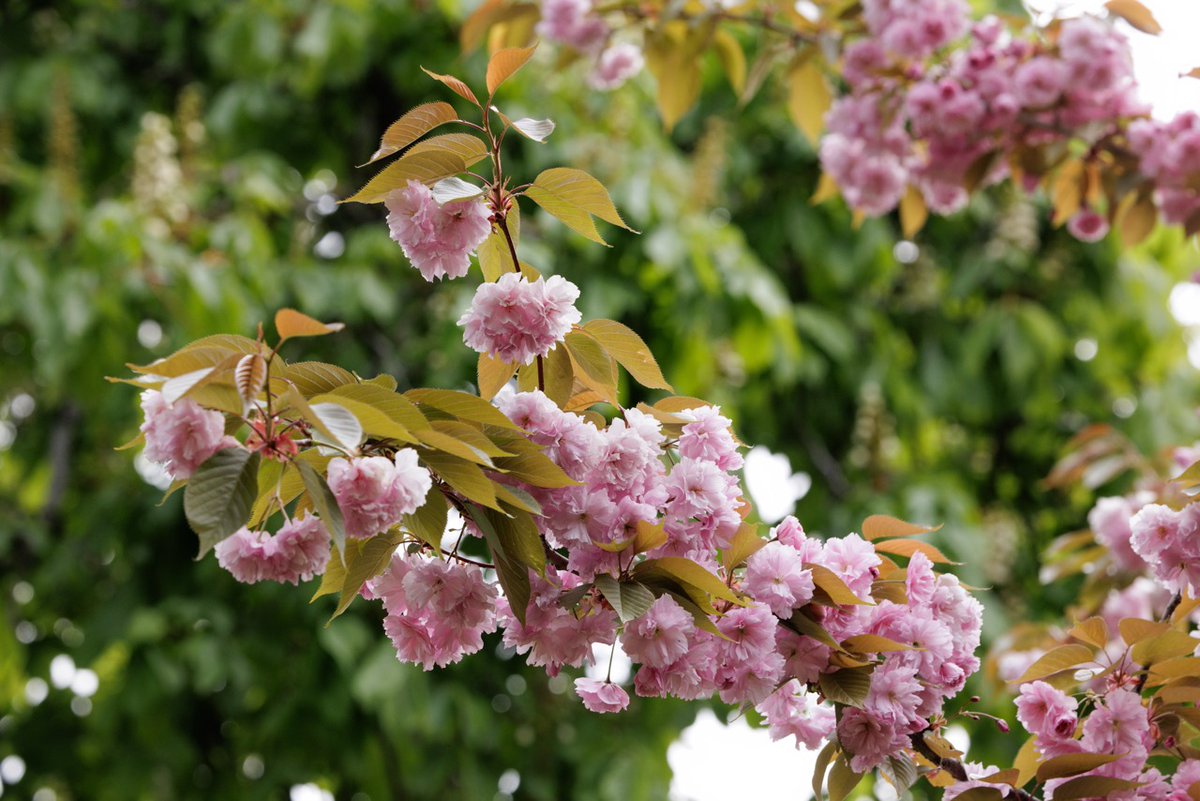 Jardin du Luxembourg tweet media